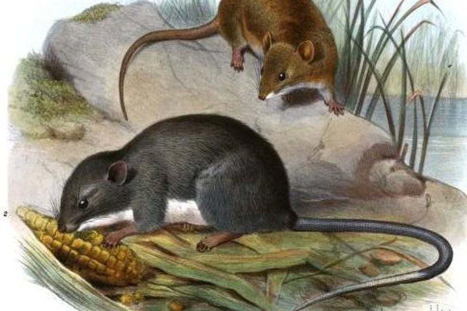Oryzomys couesi, Tylomys panamensis