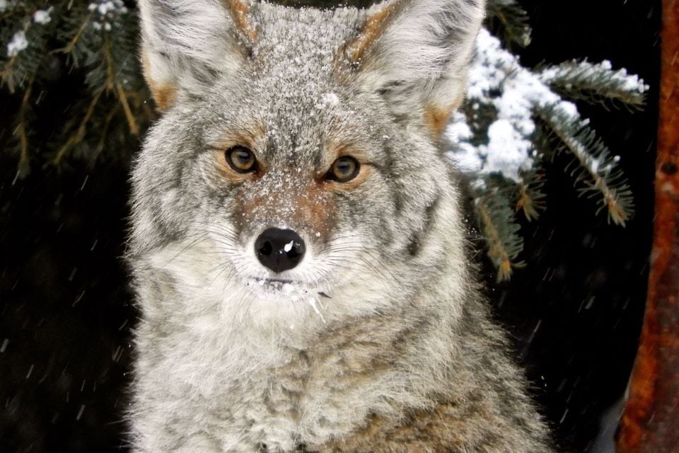 Mother Coyote Sitting, Watching Over Den, Photo 1 of 2 (47924154788)