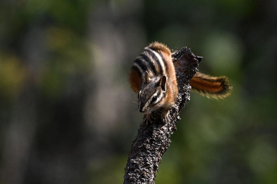Crater Chipmunk (Neotamias cratericus)