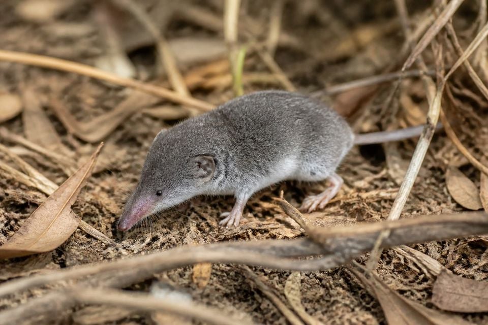 AI-generated image: Crawford's gray shrew walking through leaf litter with its snout lowered. No public-domain photograph of this species exists. This image was generated with AI from verified reference material and reviewed by our editorial team for accuracy