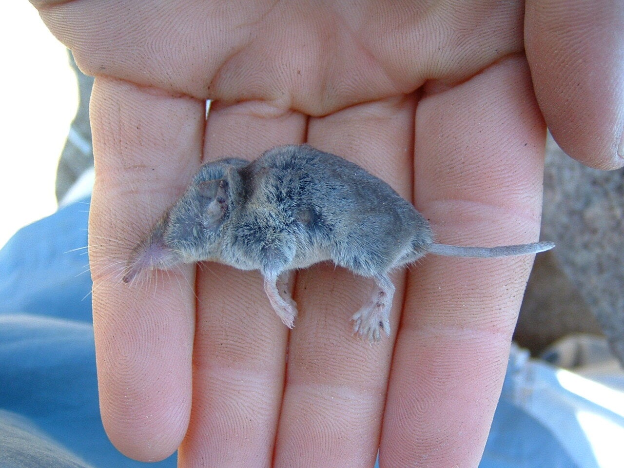 Crawford's Gray Shrew (Notiosorex crawfordi)