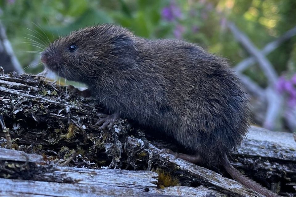 Microtus oregoni