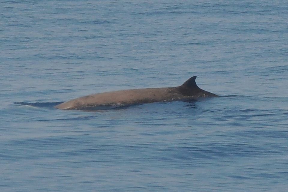 Ziphius cavirostris Mar Ligure