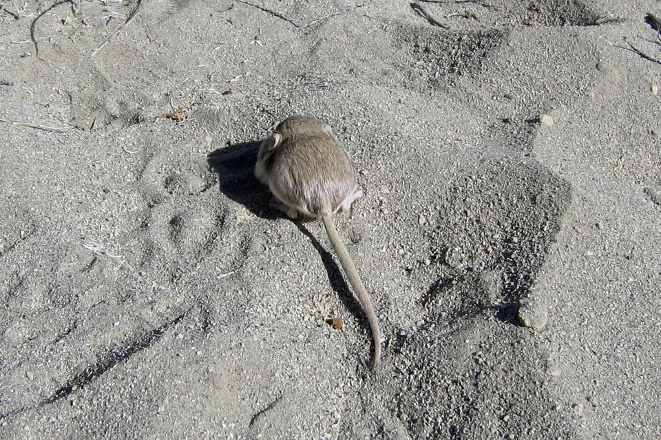 Dark kangaroo mouse on sandy ground at Mono Basin, California