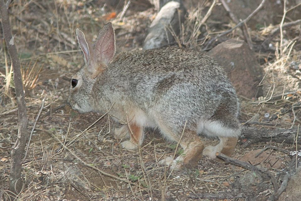 Desert cottontail rabbit (Sylvilagus audubonii) (5-13-11) patagonia lake, scc, az -01 (5720663856)