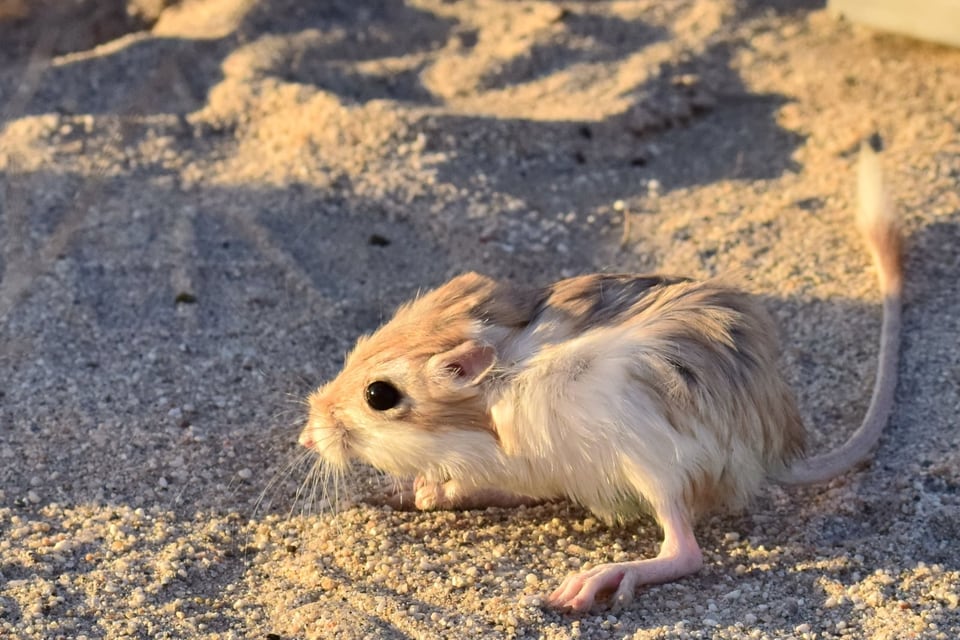 Desert kangaroo rat leaping across open sand