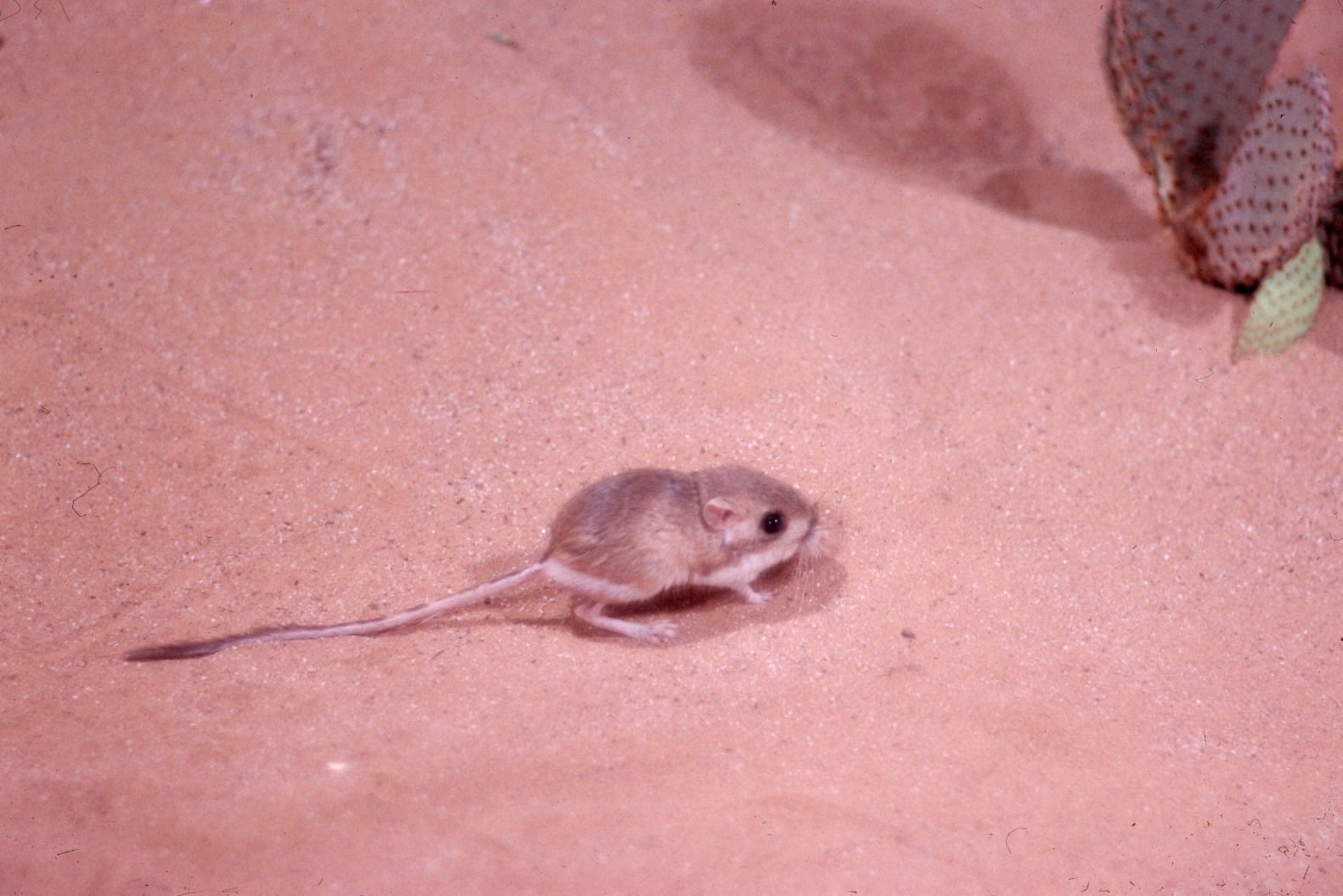 Desert kangaroo rat standing in sand