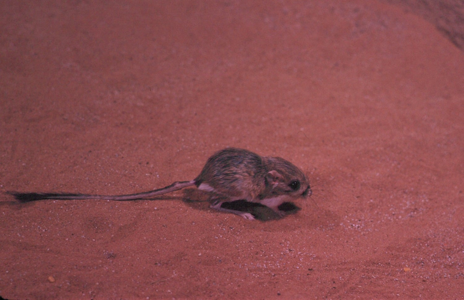 Desert kangaroo rat standing on sand