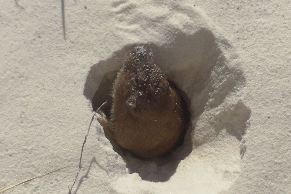 Desert pocket gopher