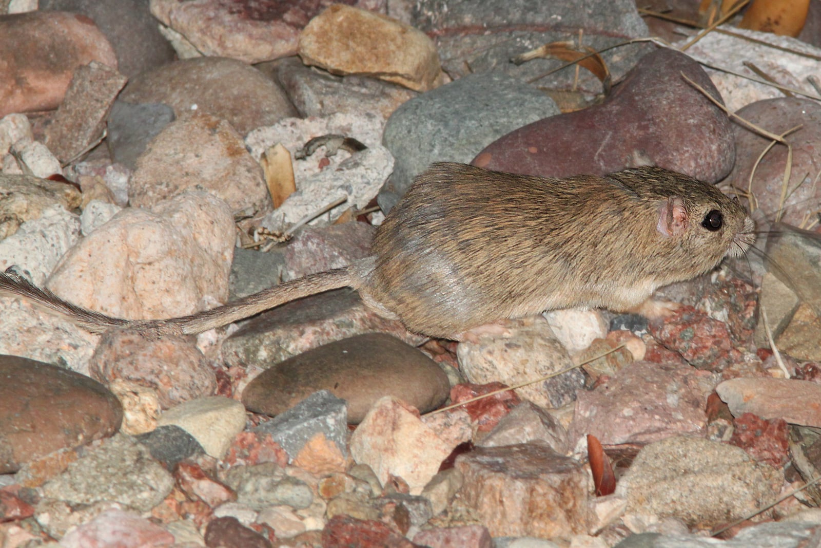 POCKETMOUSE, DESERT? (Chaetodipus penicillatus) (7-14-12) 78 circulo montana, patagonia lake ranch estates, scc, az -01 (7578750708)