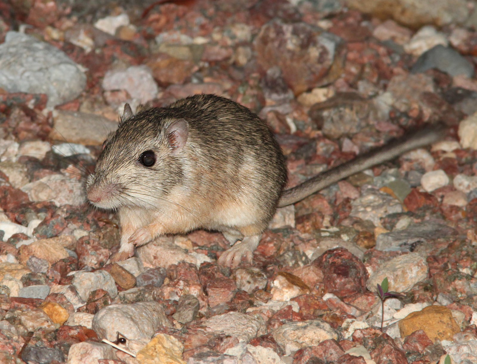 POCKETMOUSE, DESERT? (Chaetodipus penicillatus) (7-14-12) 78 circulo montana, patagonia lake ranch estates, scc, az -03 (7578741506)