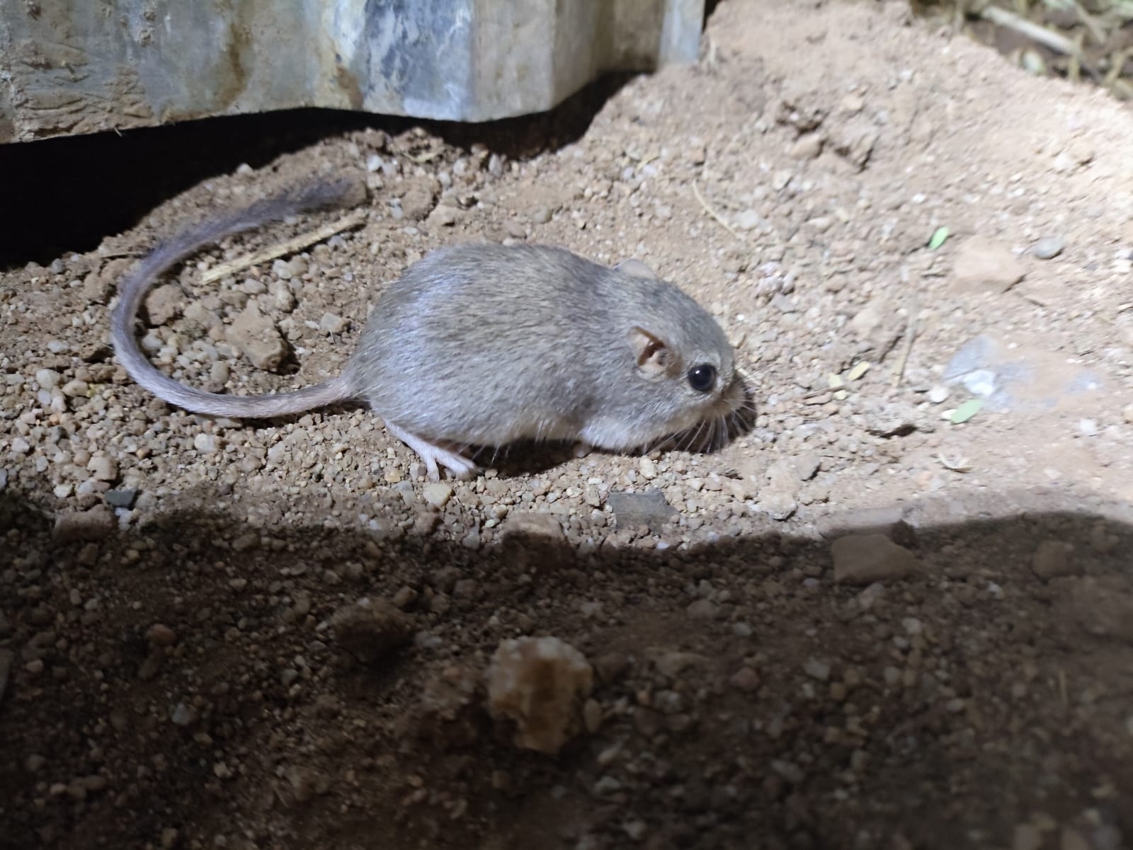 Desert pocket mouse walking across sandy soil beside a burrow edge