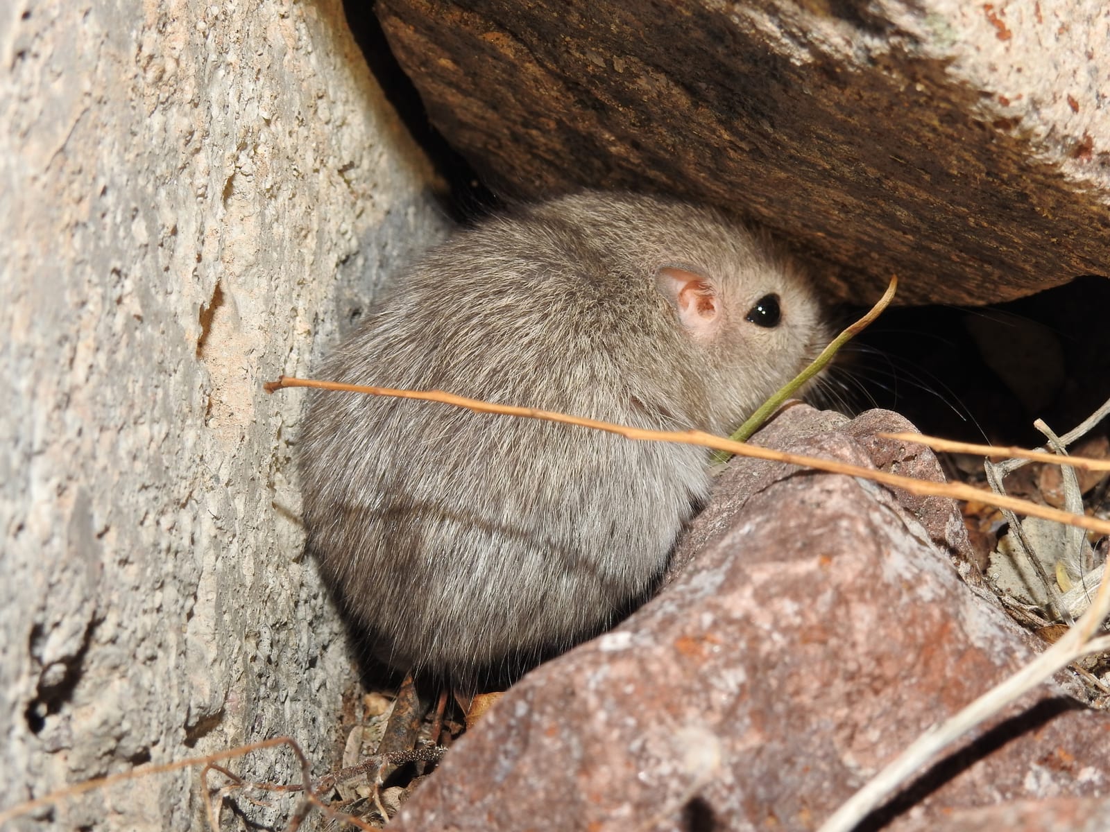 Desert pocket mouse tucked among rocks at night