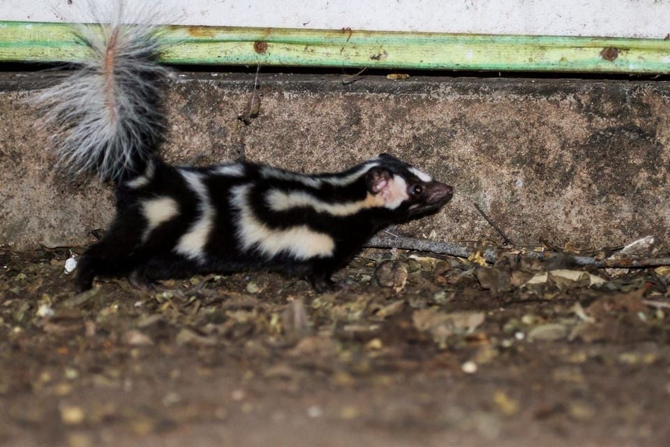 Desert spotted skunk walking along a low wall at night, showing its broken white stripe pattern