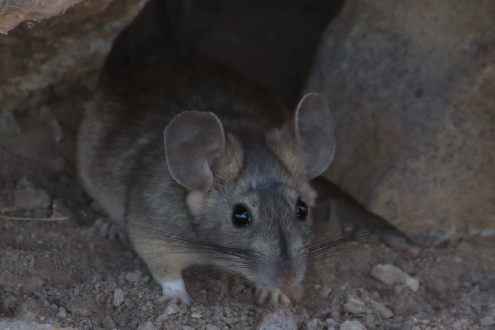 Desert woodrat facing the camera among desert rocks at night