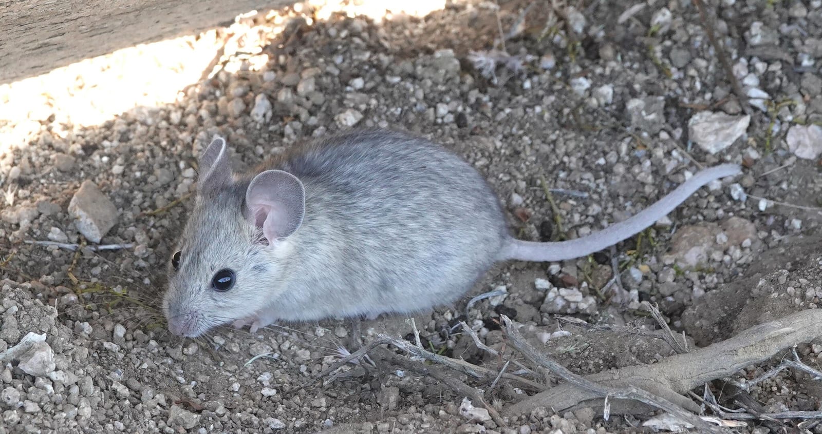 Pale desert woodrat walking over sandy soil with its long tail visible