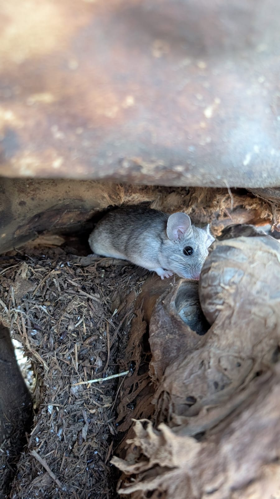Desert woodrat inside a sheltered nest entrance under rocks and dry plant material