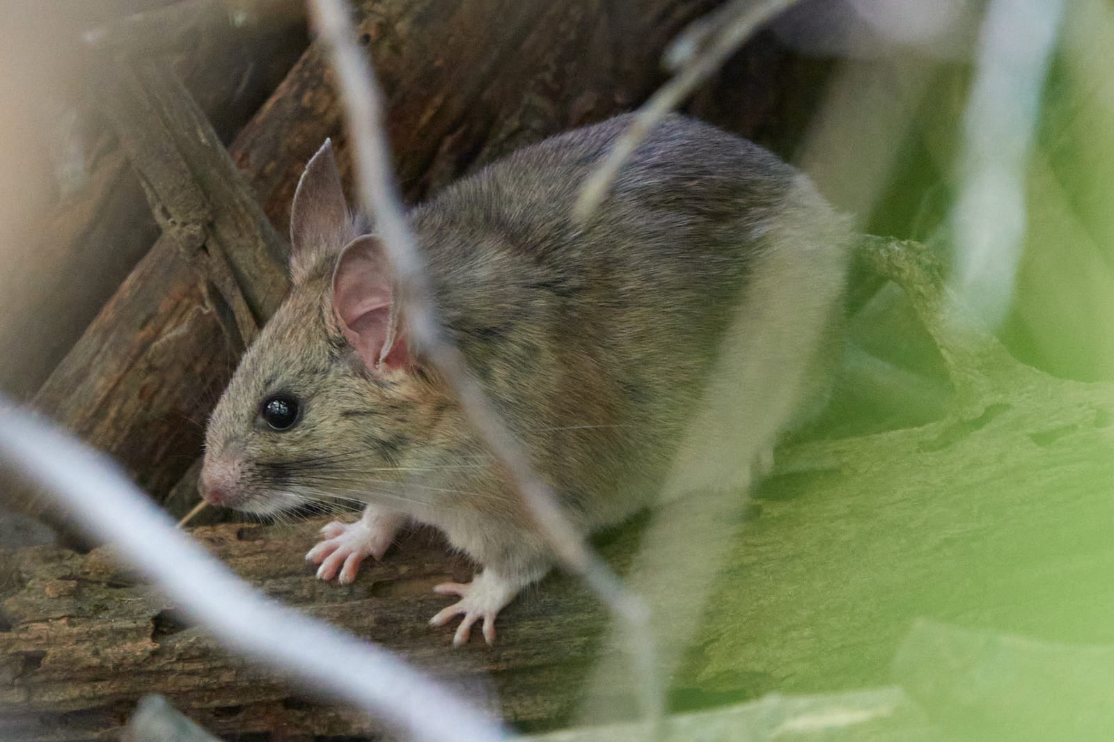 Desert woodrat crouched in vegetation with large rounded ears and pale feet
