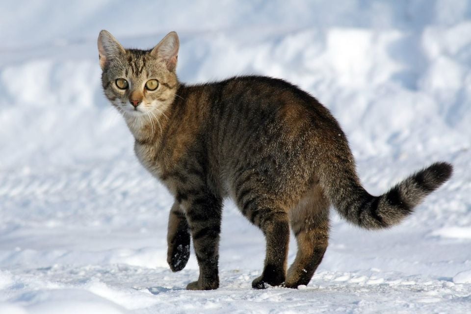 Tabby domestic cat standing on snow