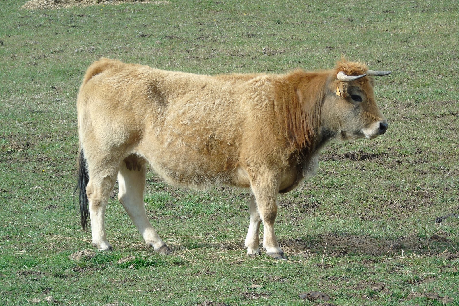 Bos taurus.003 - San Emiliano (Leon)