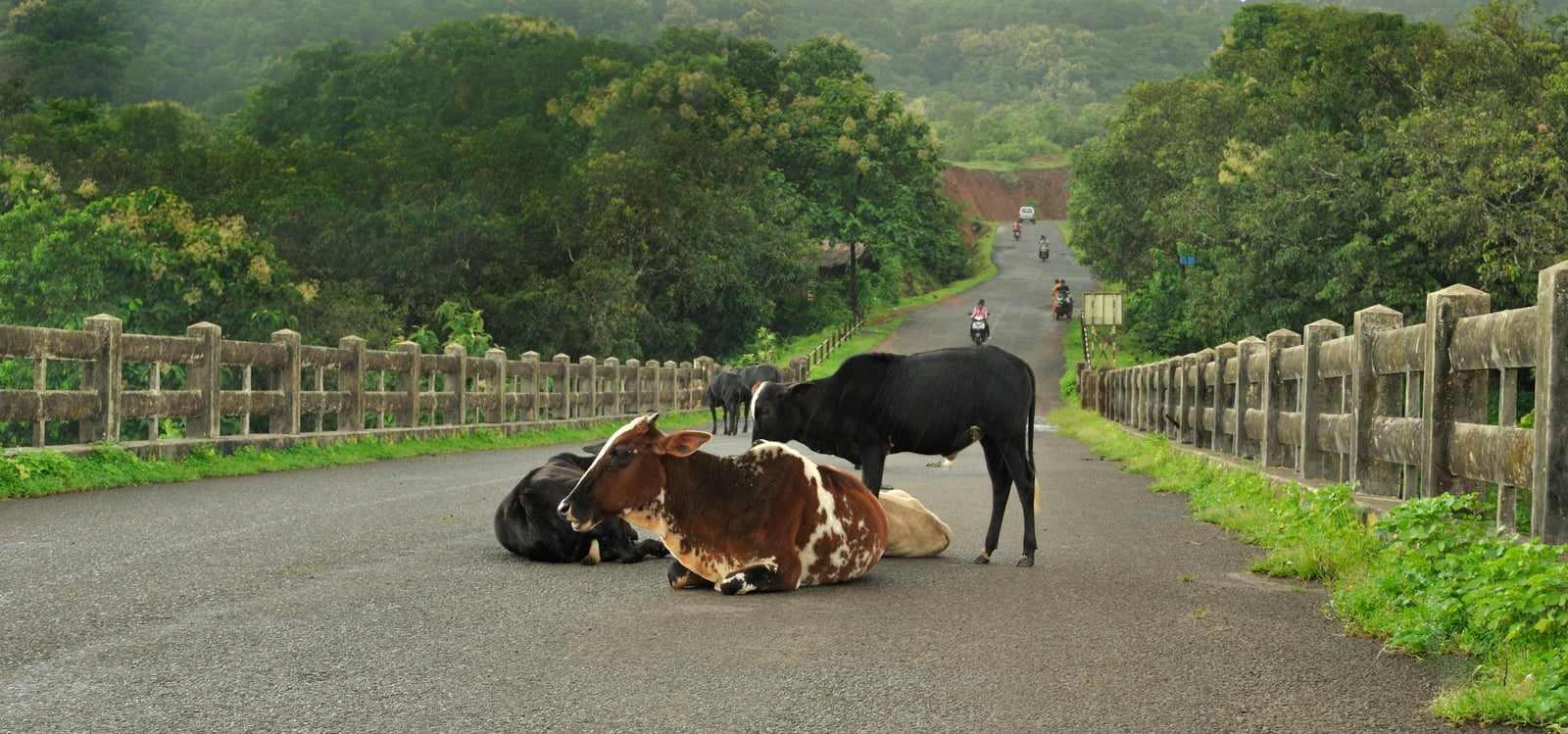 Anjarle Bridge and Cows-fix