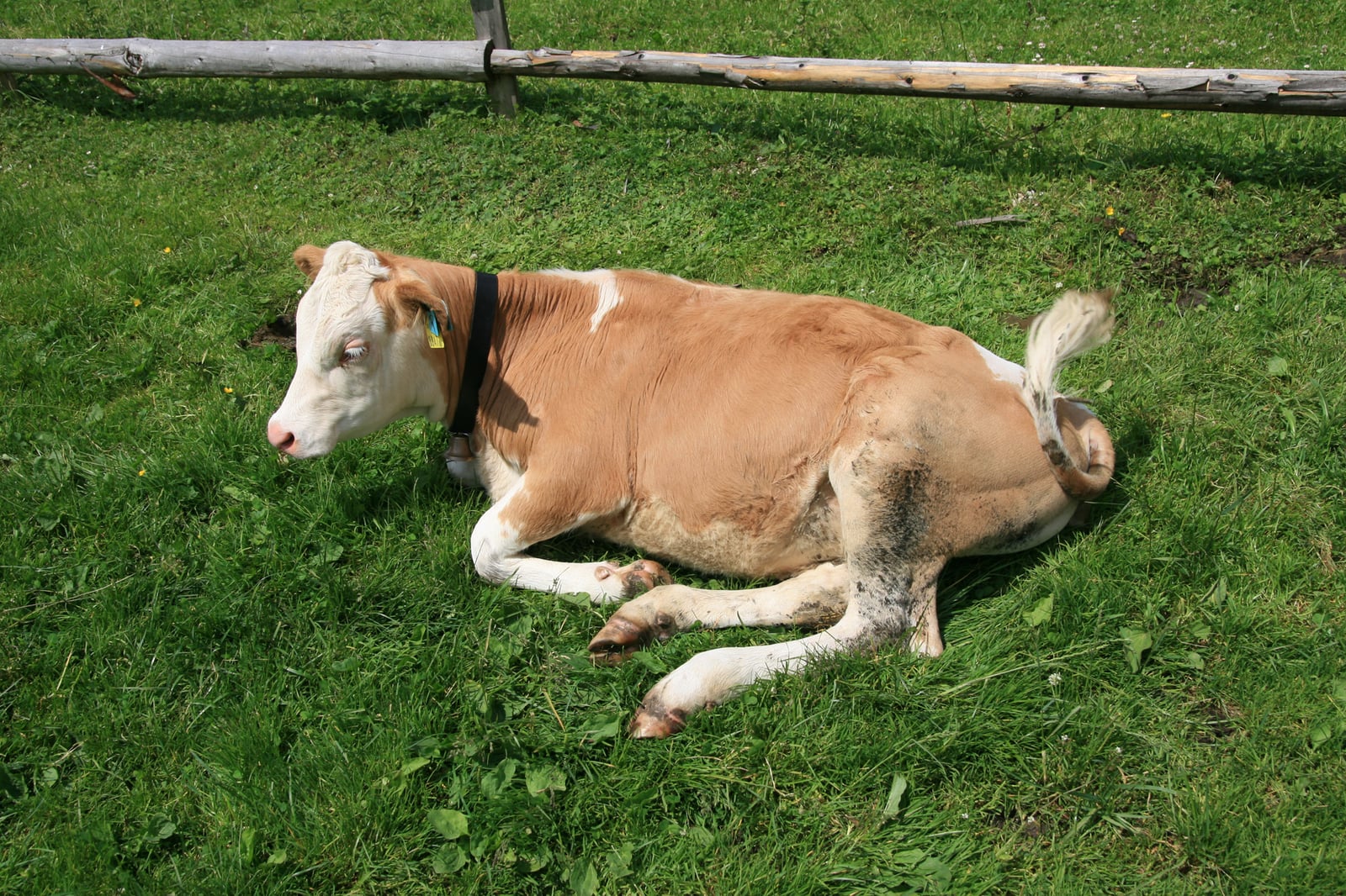 Bos taurus taurus calf sideview