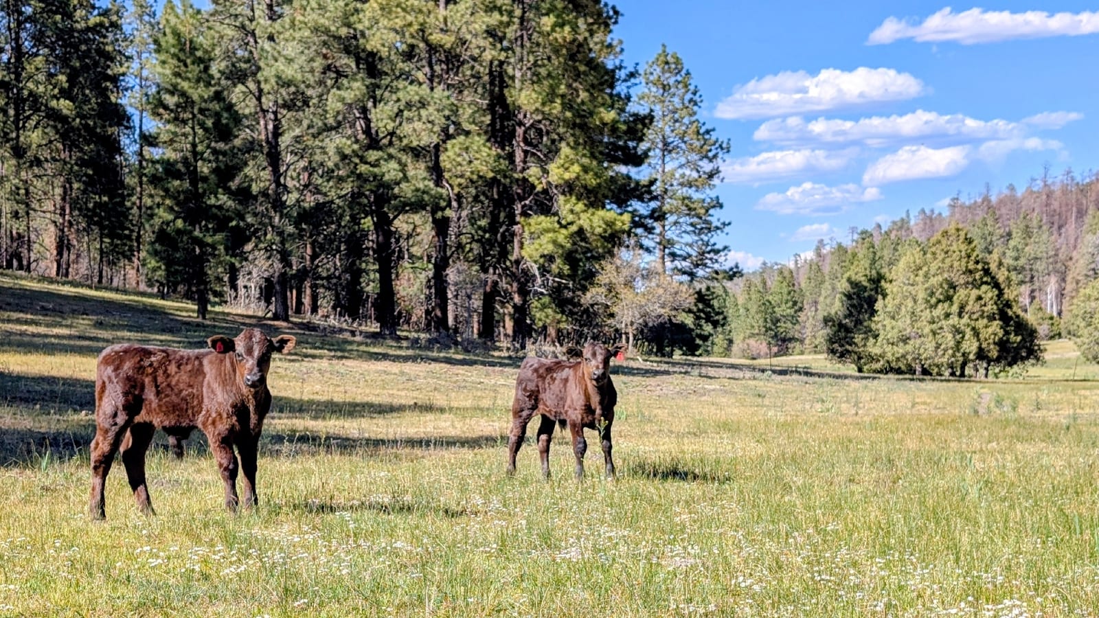 Domestic cattle calves in an open meadow