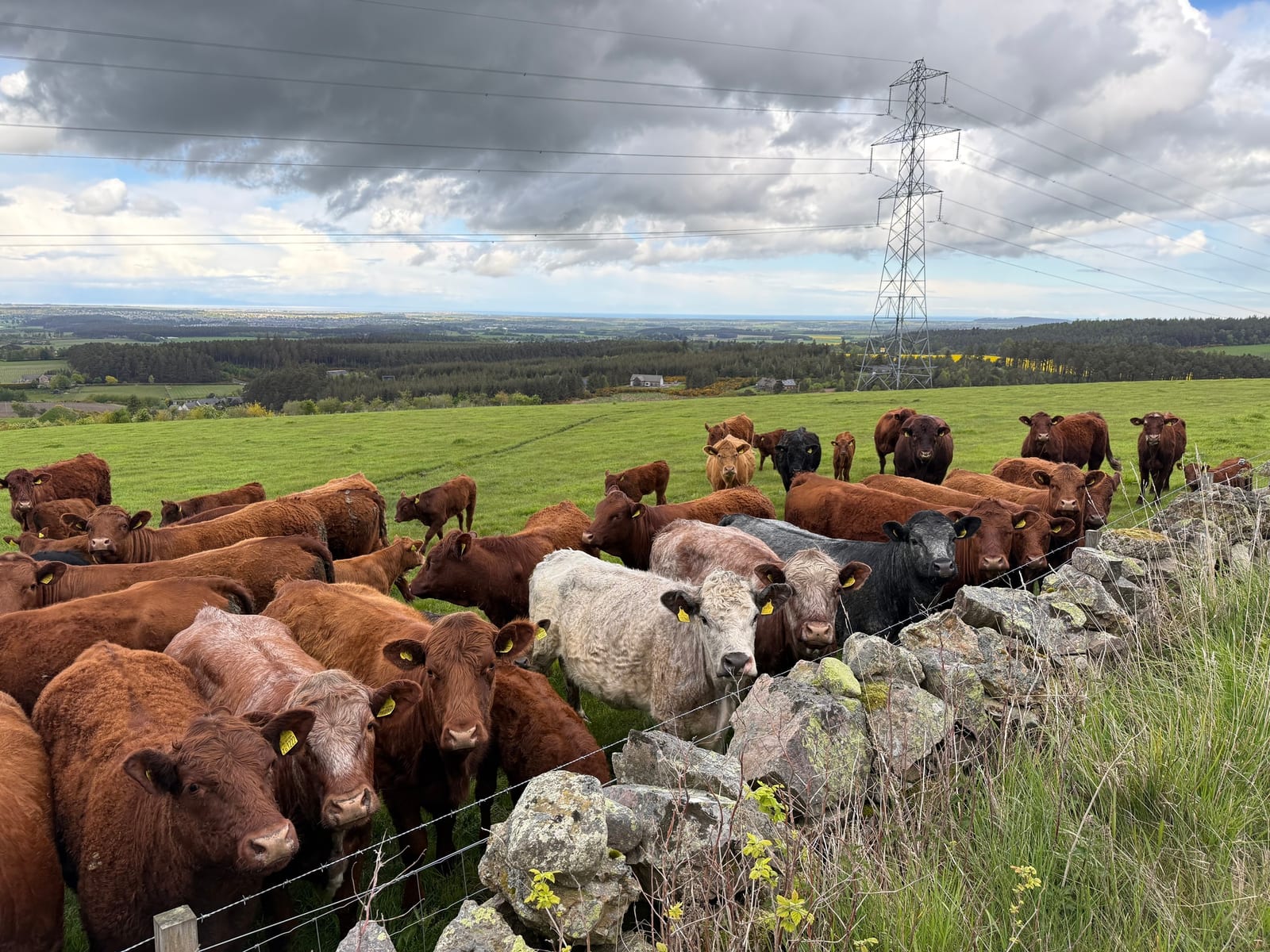 A cattle herd gathered on pasture