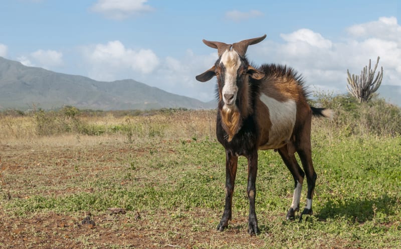 Domestic Goat