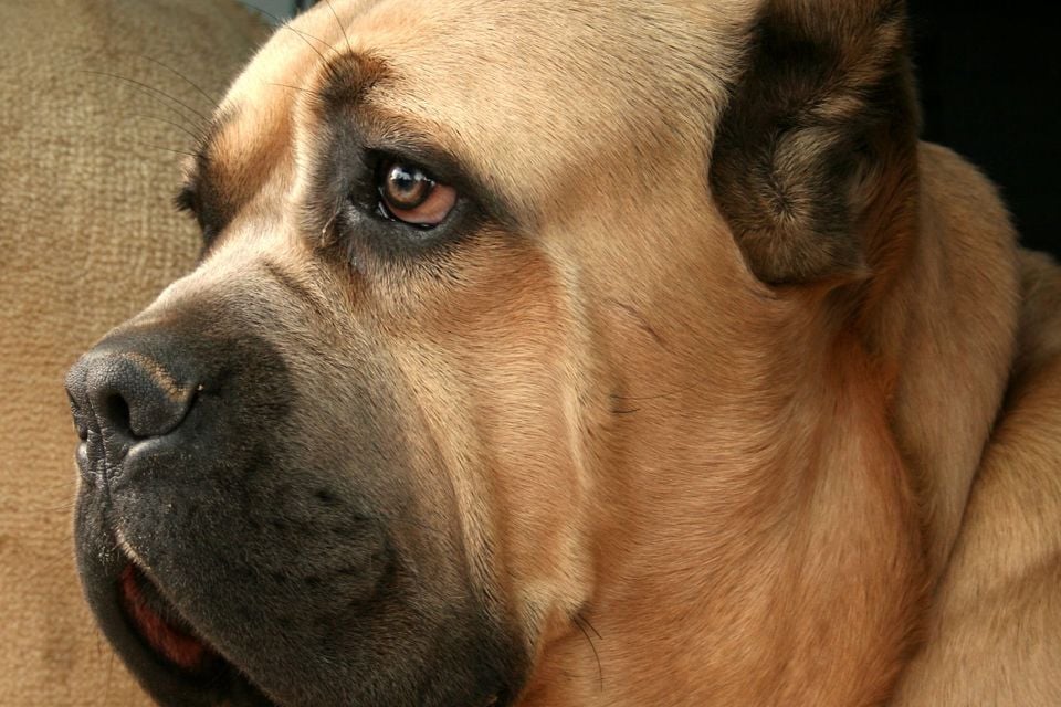 Close-up portrait of a tan mastiff-type domestic dog resting indoors on a couch