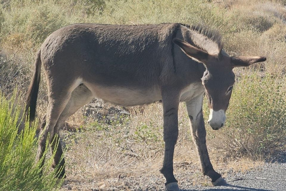 Feral donkey standing in desert scrub