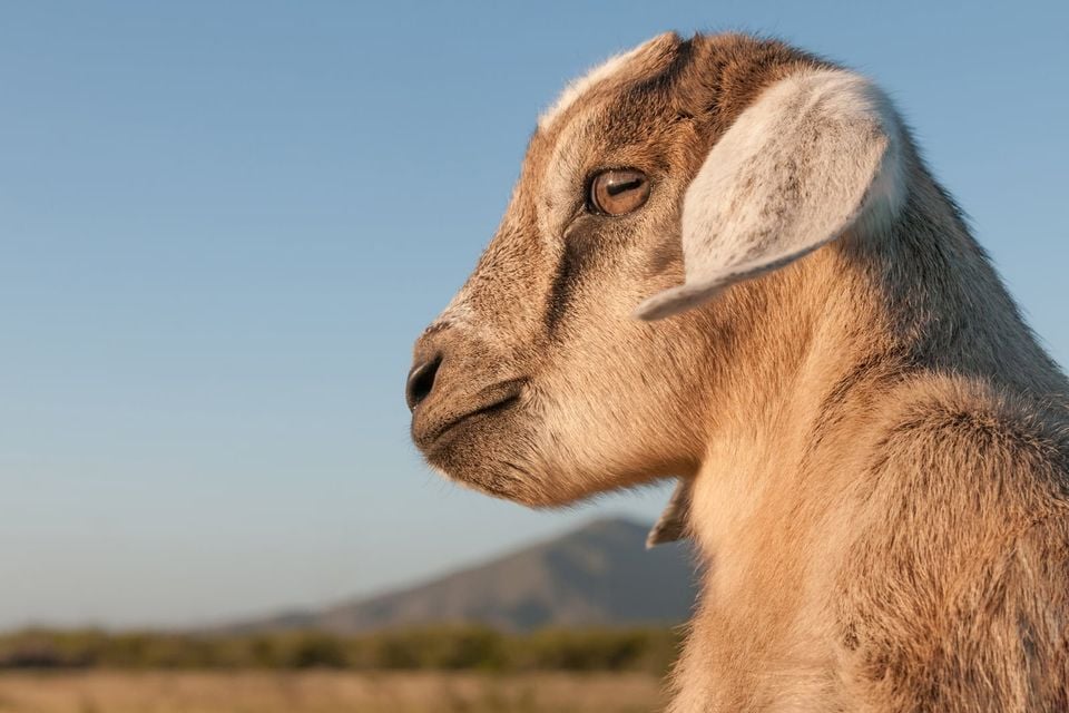 Domestic goat standing in dry scrub with mountains behind it