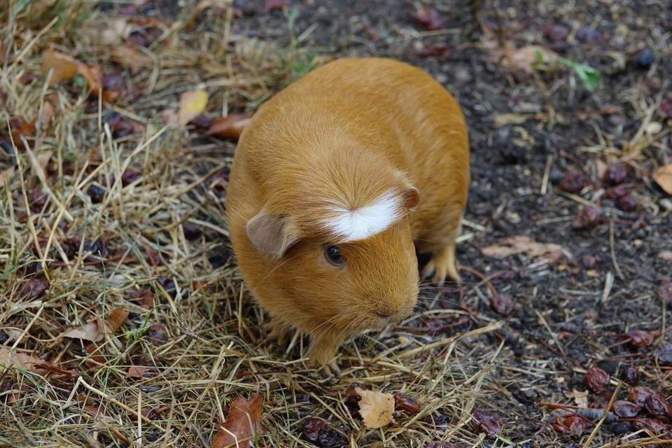 Cochon d'Inde (Cavia porcellus) (2)