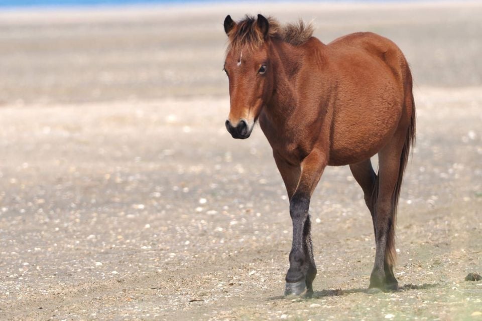 Feral horse walking on a North Carolina barrier-island beach