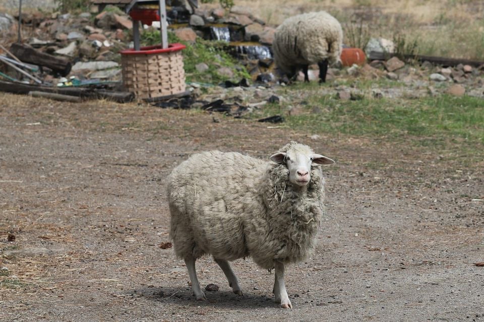 Domestic sheep standing in a dry farmyard