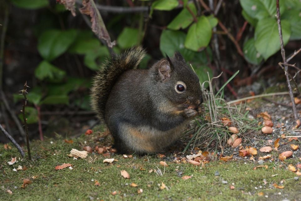 Douglas's Squirrel (Tamiasciurus douglasii)
