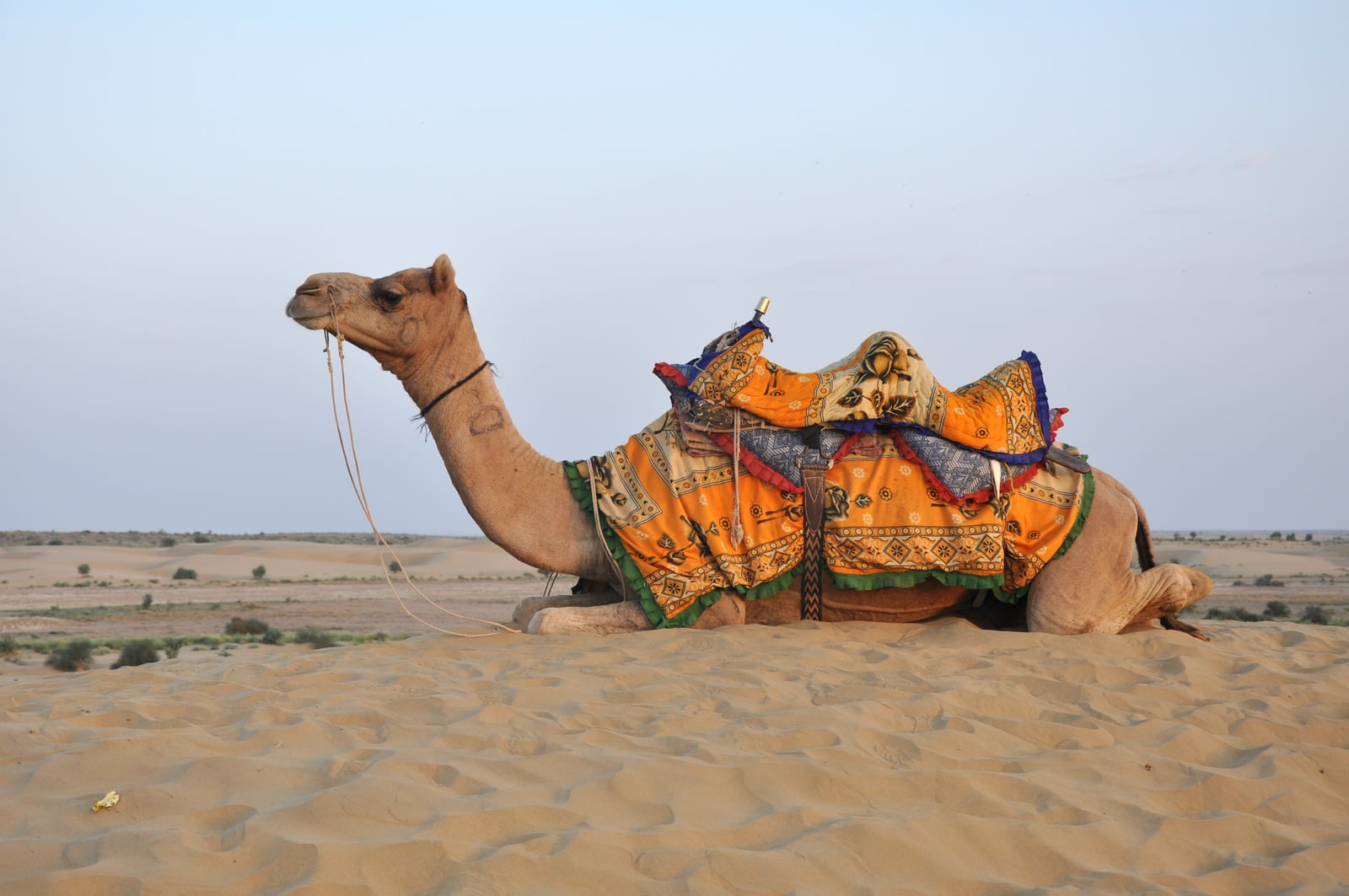 Dromedary Camel (Camelus dromedarius)