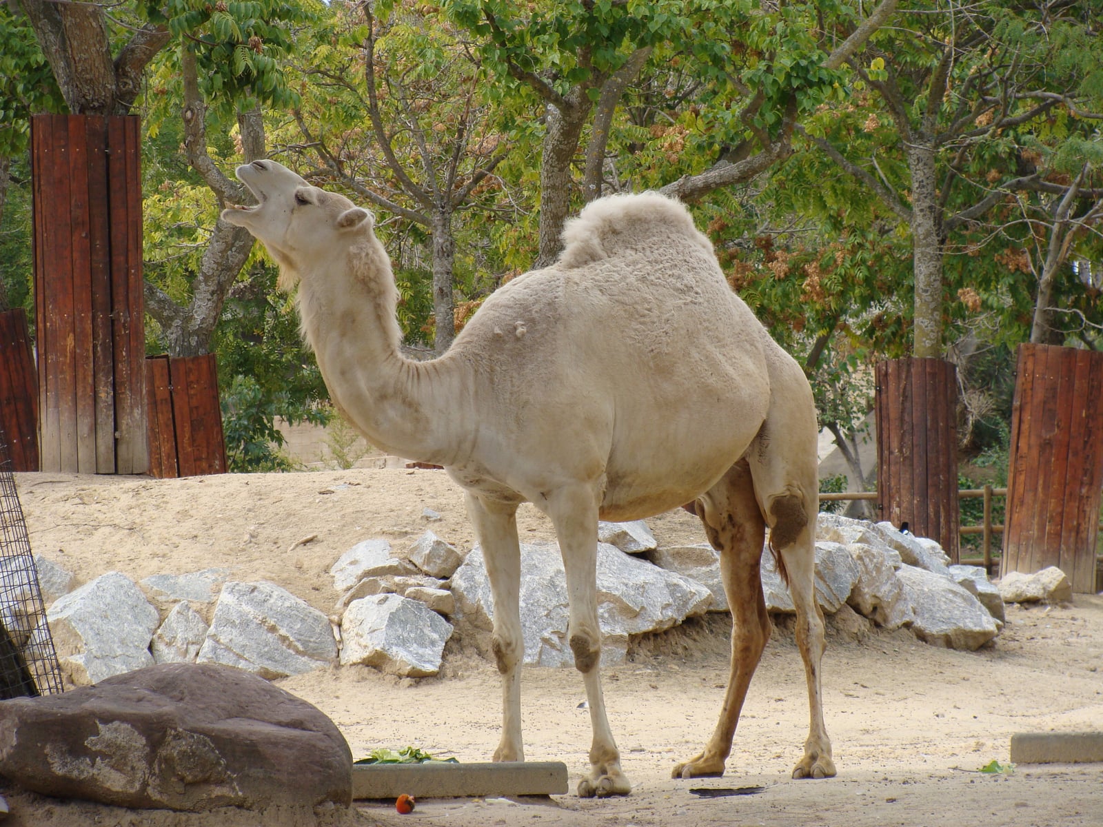 Camelus dromedarius.001 - Zoo Aquarium de Madrid
