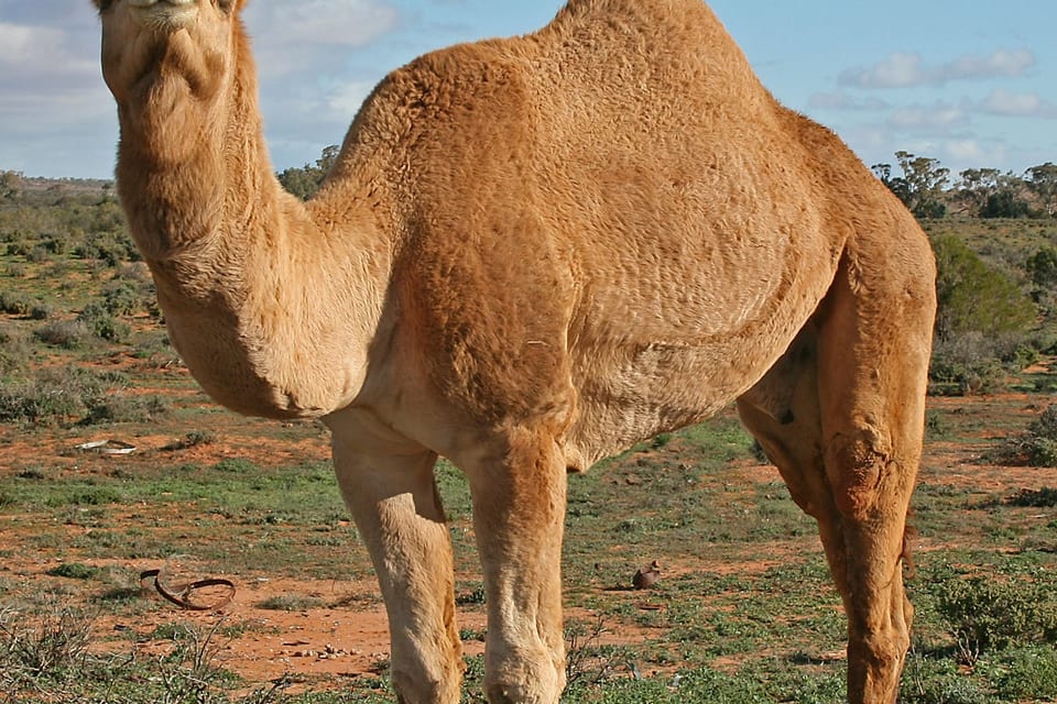 Feral dromedary camel standing unrestrained in outback shrubland near Silverton, New South Wales