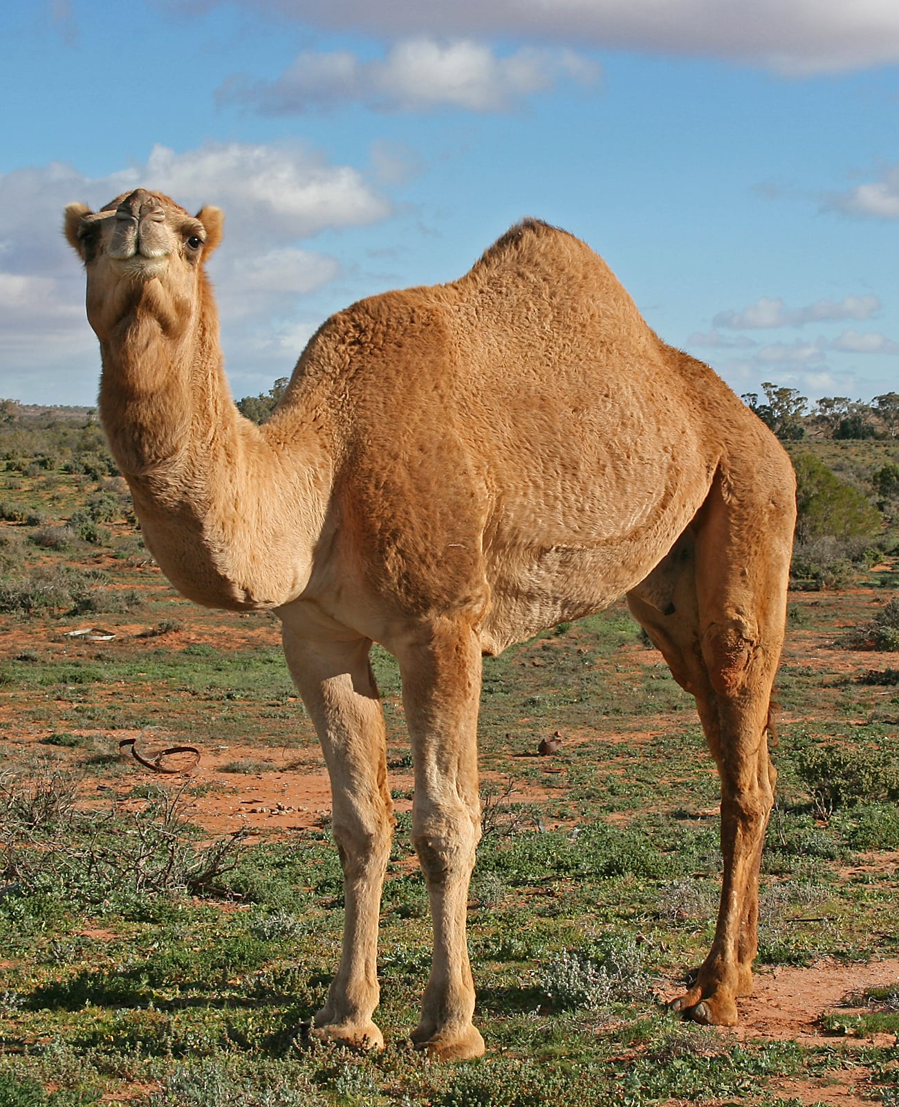 Feral dromedary camel standing unrestrained in outback shrubland near Silverton, New South Wales