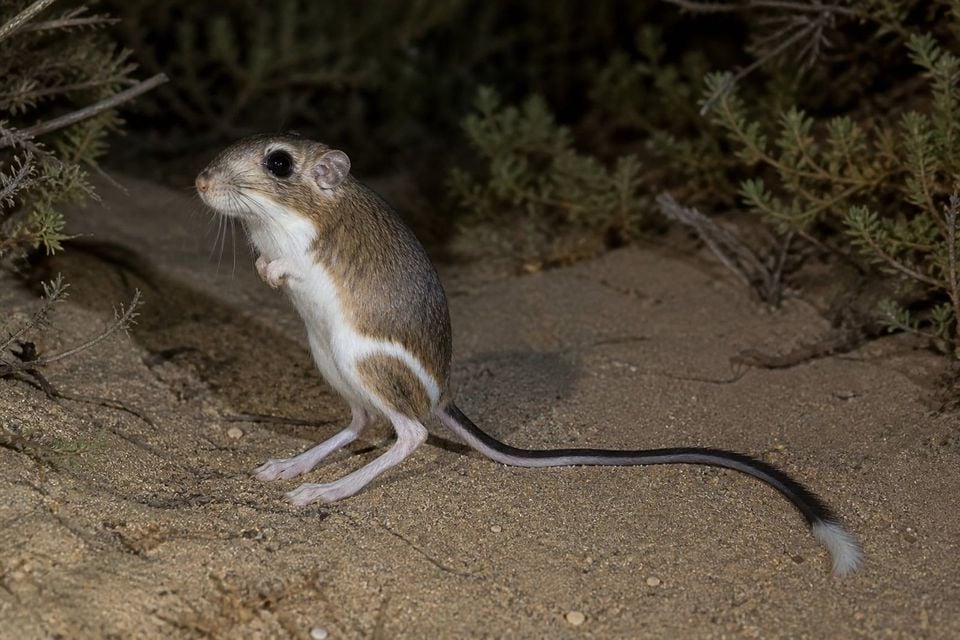 AI-generated image: Dulzura kangaroo rat sitting upright on sandy ground at night. No public-domain photograph of this species exists. This image was generated with AI from verified reference material and reviewed by our editorial team for accuracy