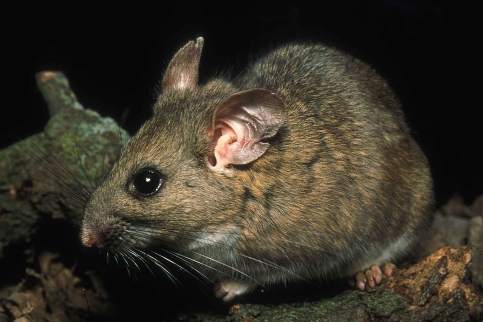 Riparian woodrat neotoma fuscipes riparia endangered mammal species