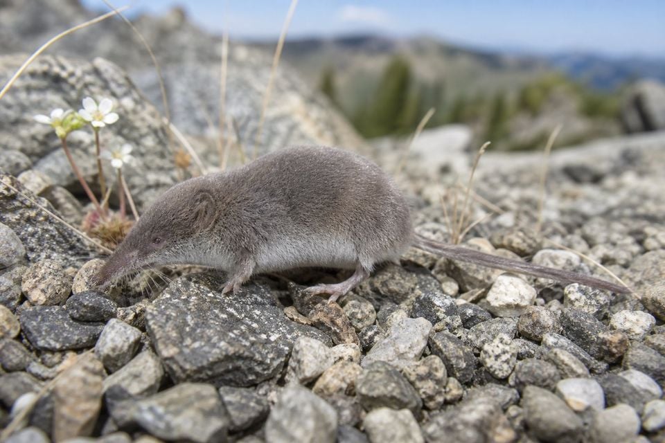 AI-generated image: Dwarf Shrew in side profile crossing rocky alpine gravel. No public-domain photograph of this species exists. This image was generated with AI from verified reference material and reviewed by our editorial team for accuracy