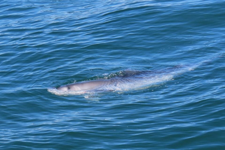 Dwarf sperm whale logging at the ocean surface