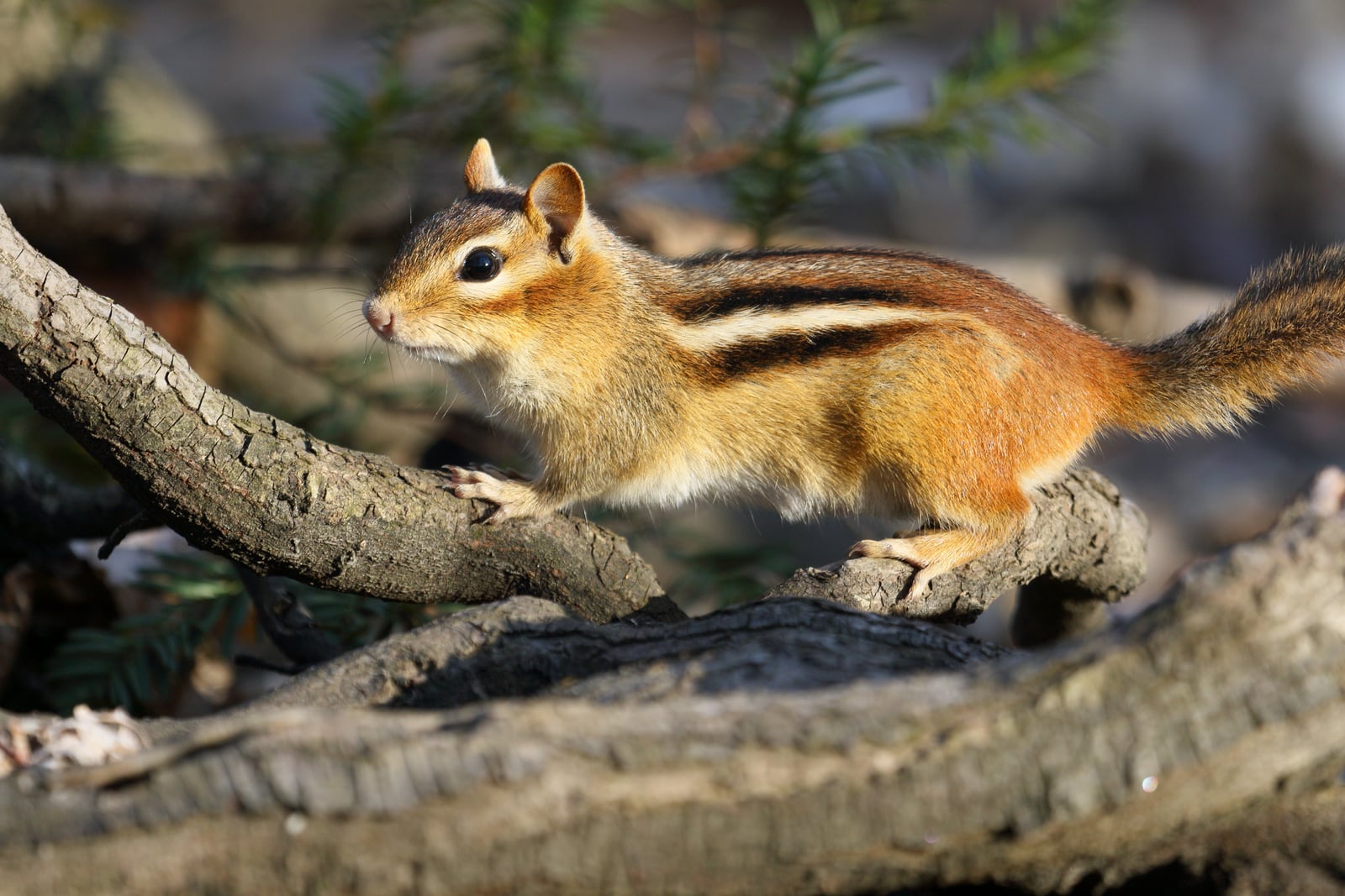 Eastern Chipmunk (Tamias striatus)