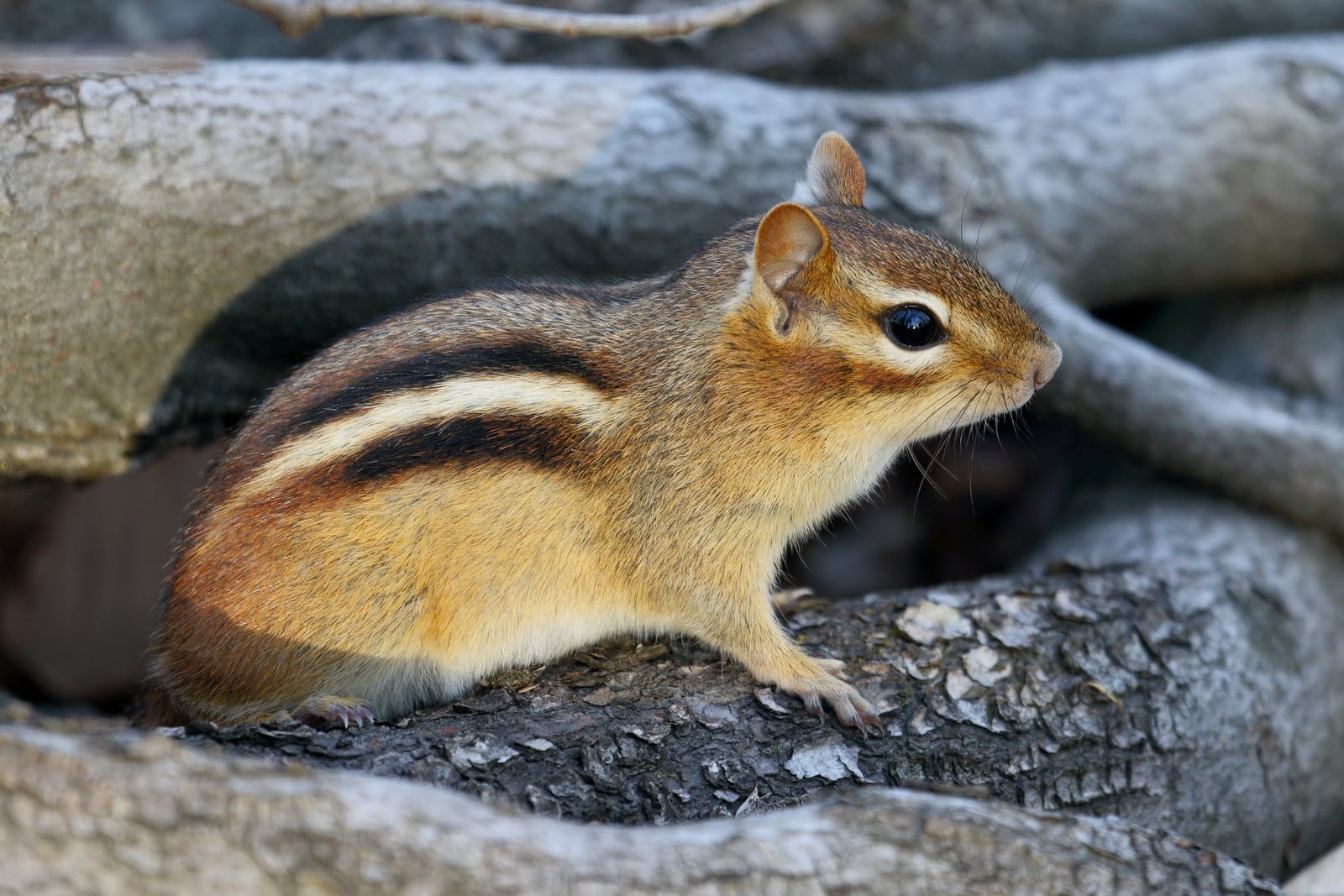 Eastern Chipmunk (Tamias striatus)