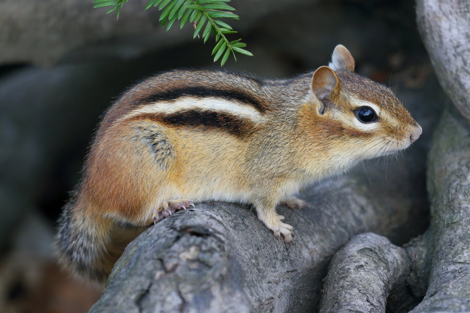 Eastern Chipmunk (Tamias striatus)