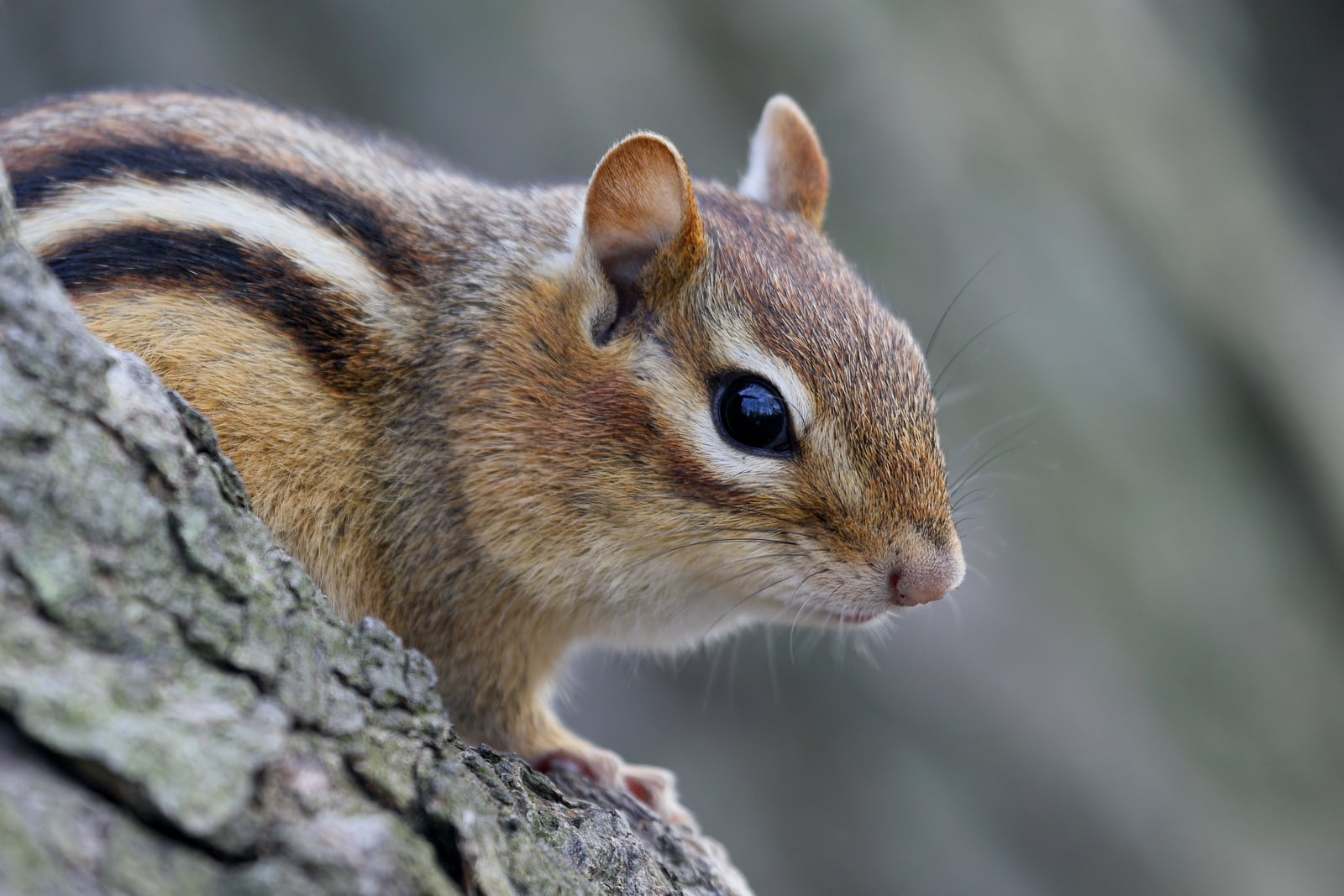 Eastern Chipmunk (Tamias striatus)