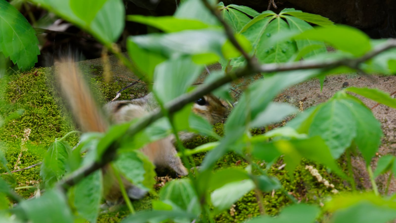 Eastern Chipmunk (Tamias striatus)