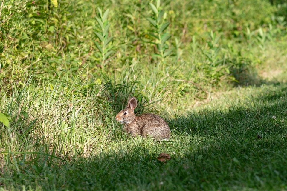 Blacklick Woods - Eastern cottontail feeding 1